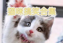 猫猫搞笑视频,猫咪搞笑视频大盘点